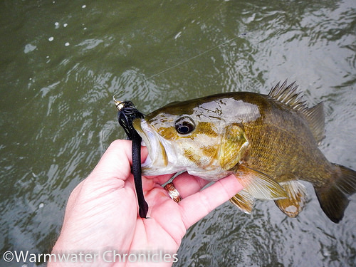 West Fork White River Smallies by Warmwater Chronicles