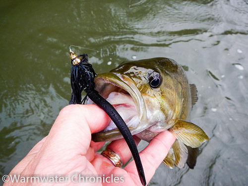West Fork White River Smallies by Warmwater Chronicles
