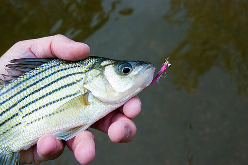 Eagle Creek White Bass by Warmwater Chronicles