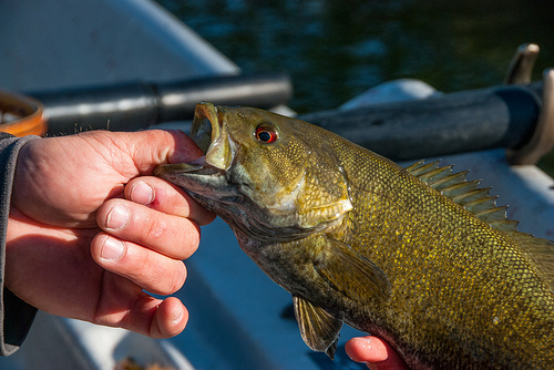 Kankakee Smallmouth by Warmwater Chronicles