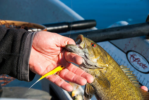 Kankakee Smallmouth by Warmwater Chronicles